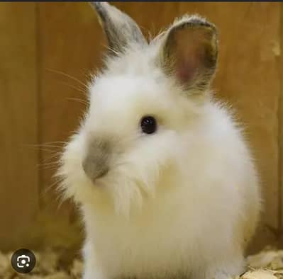 Lionhead Dwarf Rabbit – Black Nose & Beautiful Black Eyes