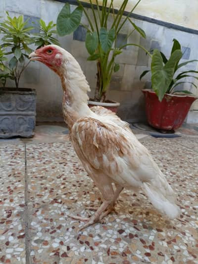 Aseel Female For Sale. . . WhatsApp: 03219874606