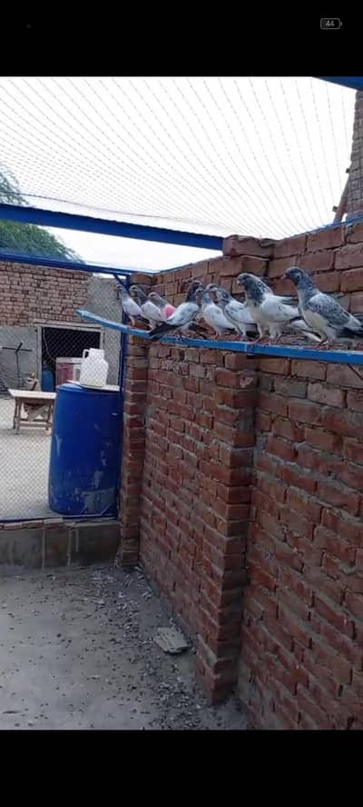 baby pigeons
