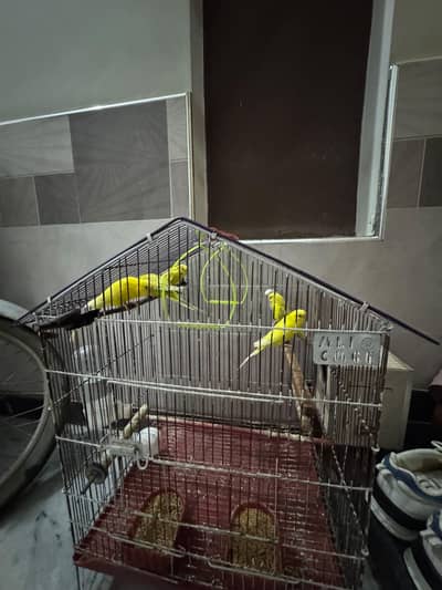 australian parrots for sale with cage and accesries