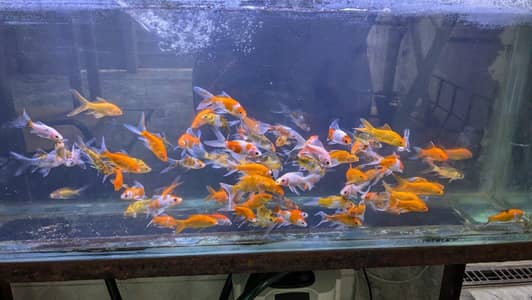 TOP QUALITY shubunkin fishes