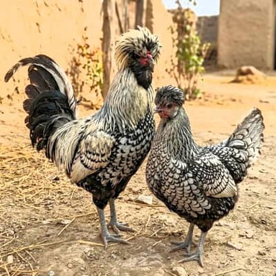 Silver Polish Pair – Fancy Hens For Sale