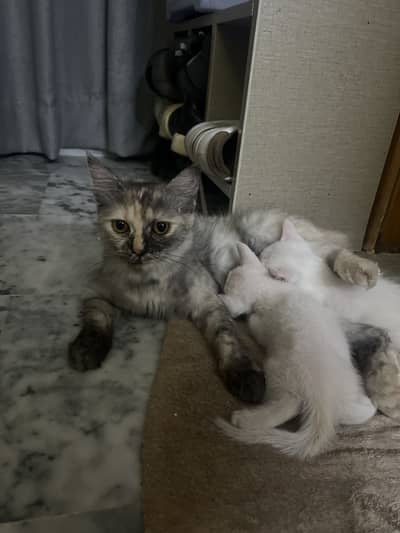 persian single coat