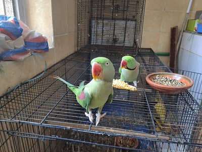 Raw Fully tamed Pair looking New home