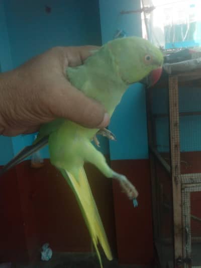 toking bird hand time