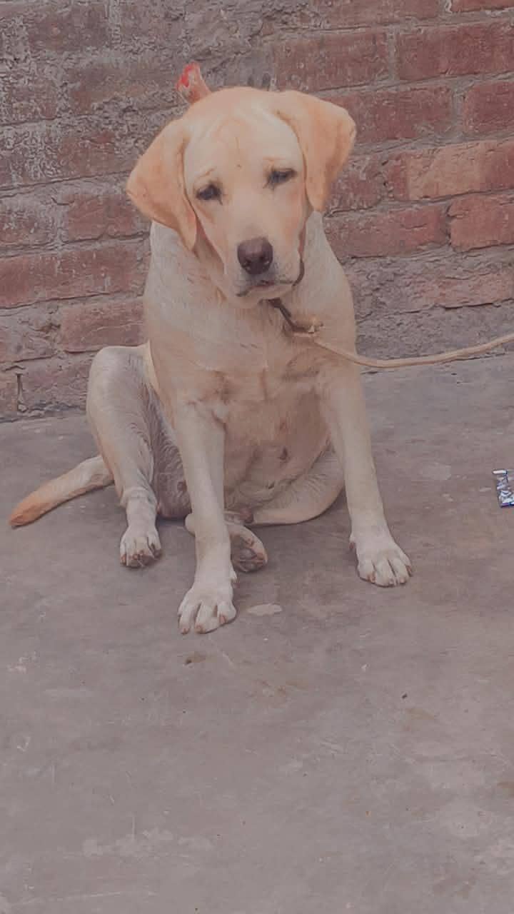 labra dog 1