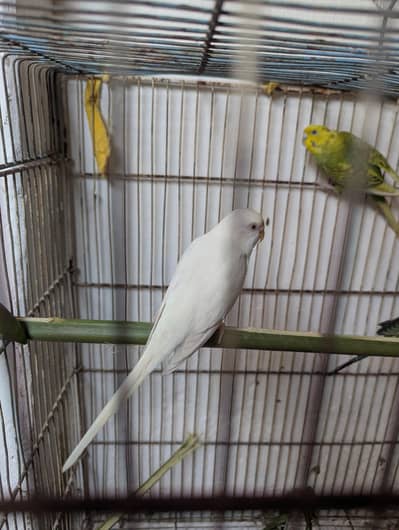 one breeder pair one single adult white red eye female