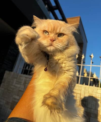 Tripple coated Persian kittens