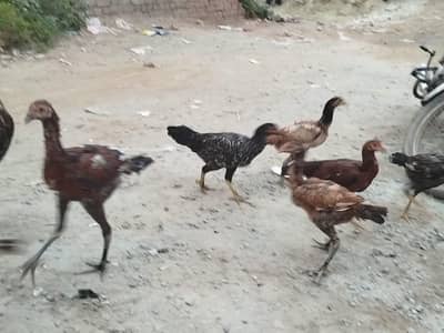 fee piece 2000