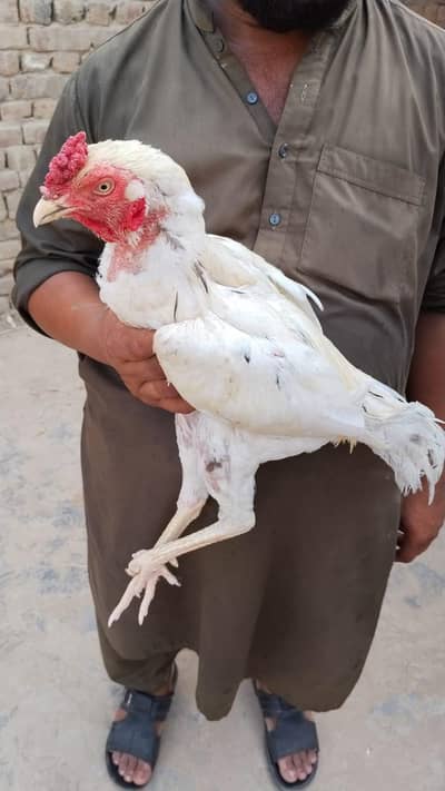 1 Aseel heera male 2 female