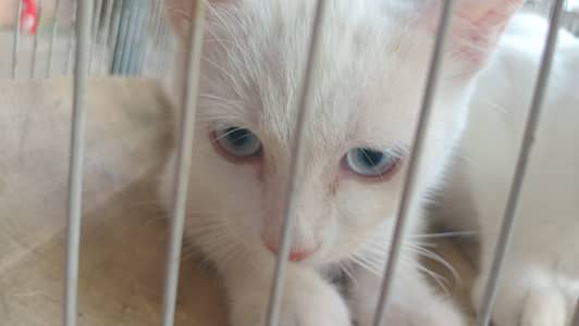 Age:3 months /vaccinated / calm