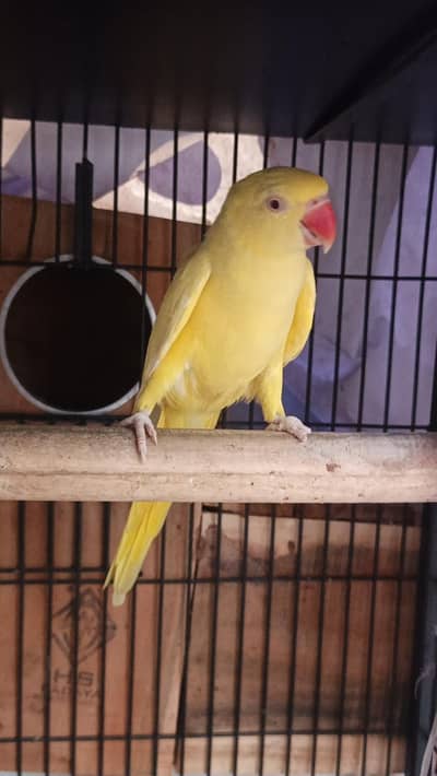 Yellow and white ringnak breader pair with cage 80 thousands
