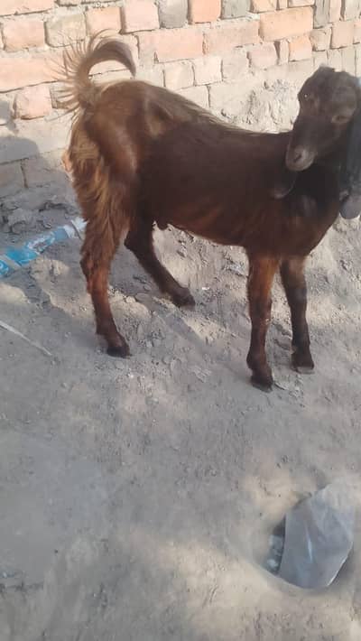 Bakra for sale