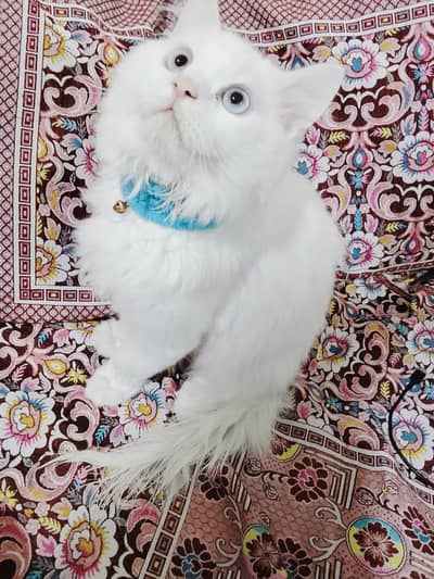 My little cat Persian