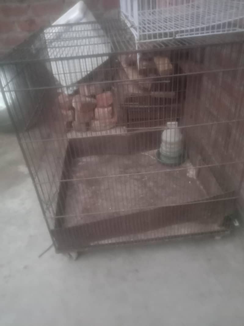 hen cage 1