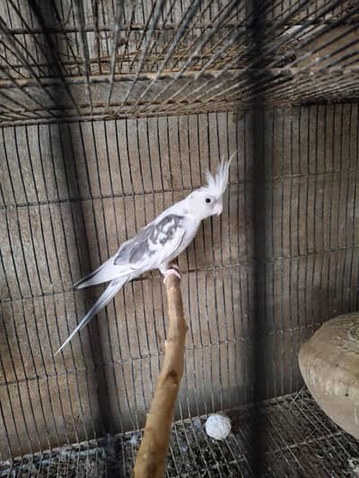 02 Cocktail Breeder Females