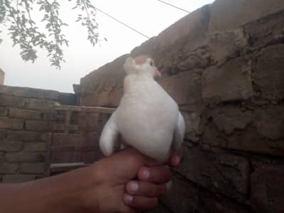 Montana pigaon