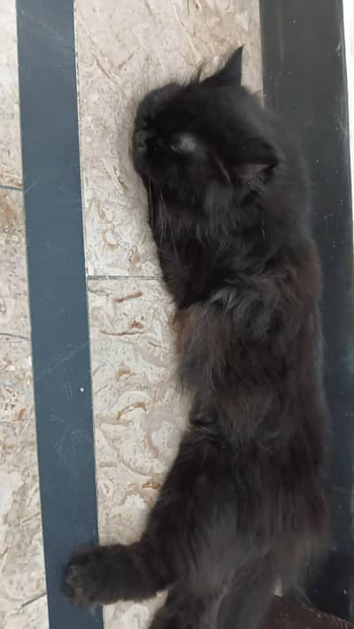 selling my cat