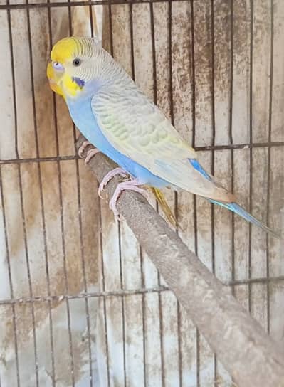 Beautiful Rainbow Budgie Male | Healthy & Active