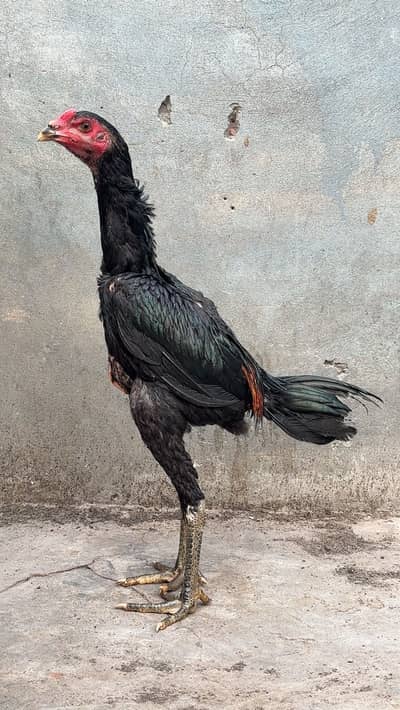 Panus pakoye pair