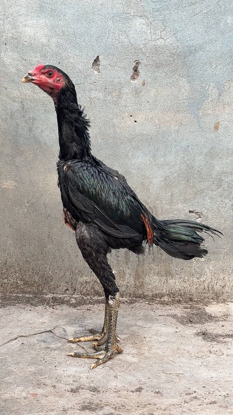 Panus pakoye pair 0