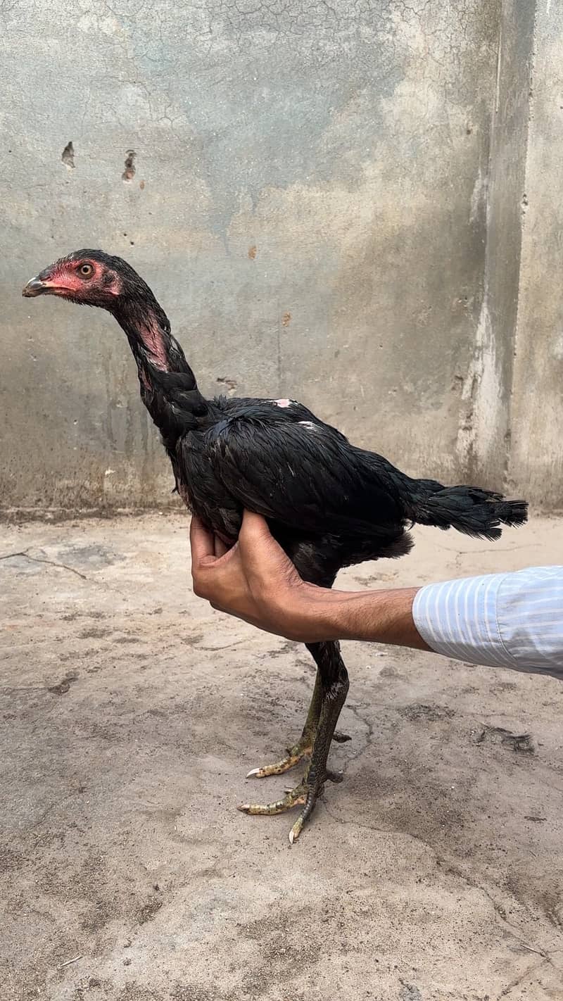 Panus pakoye pair 2