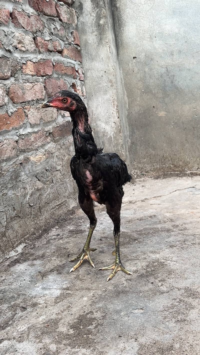 Panus pakoye pair 3