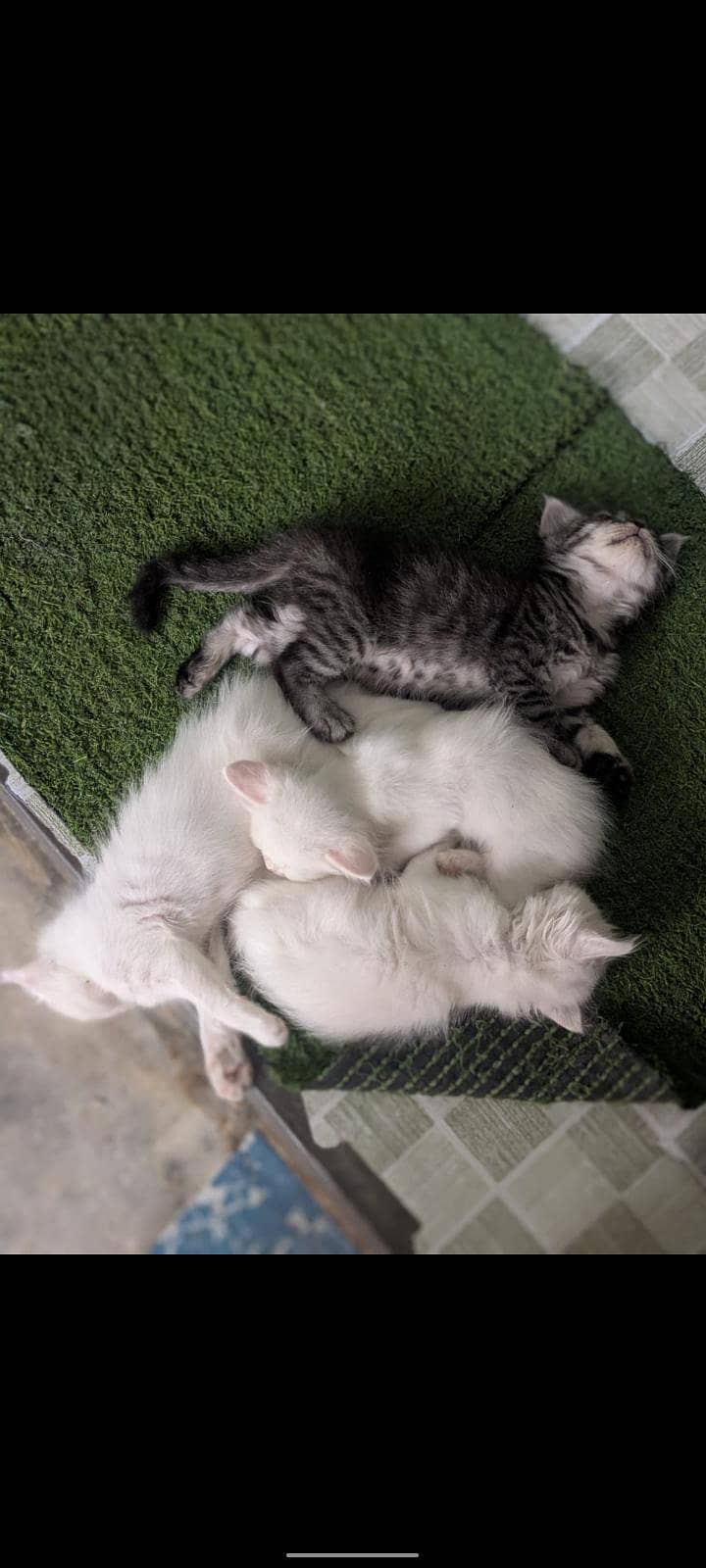 Persian cat 0