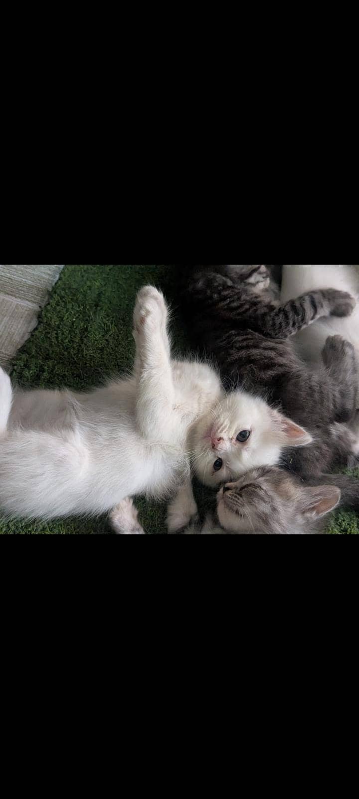 Persian cat 1