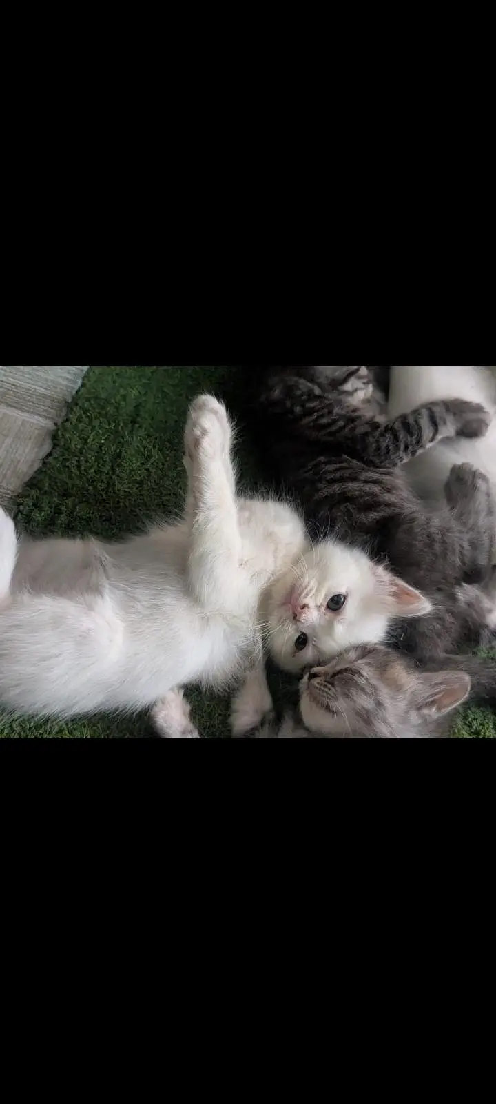 Persian cat — photo 2
