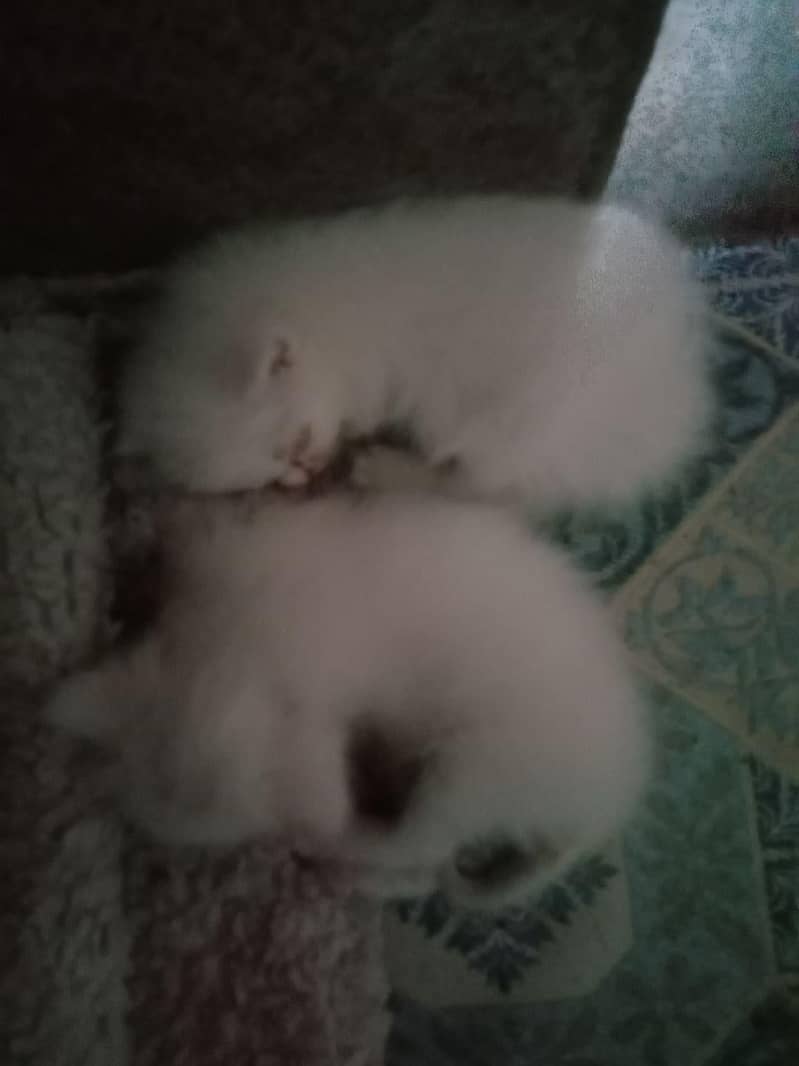 Persian cat 2