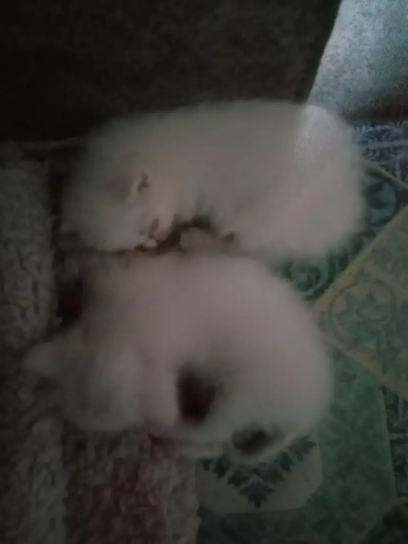 Persian cat — photo 3