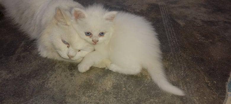 Persian cat 3