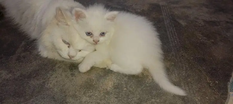 Persian cat — photo 4