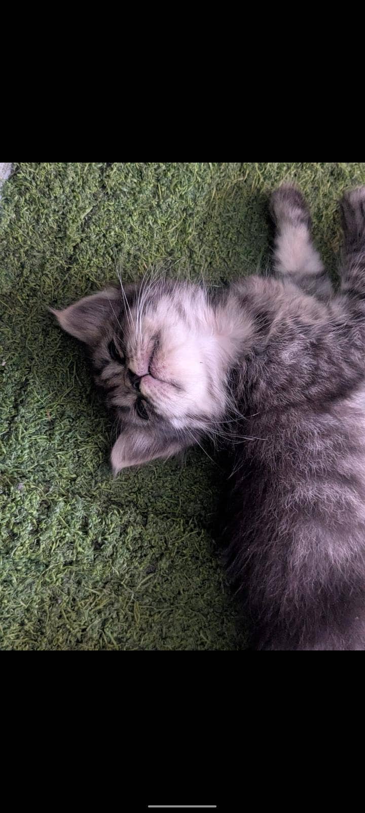 Persian cat 4