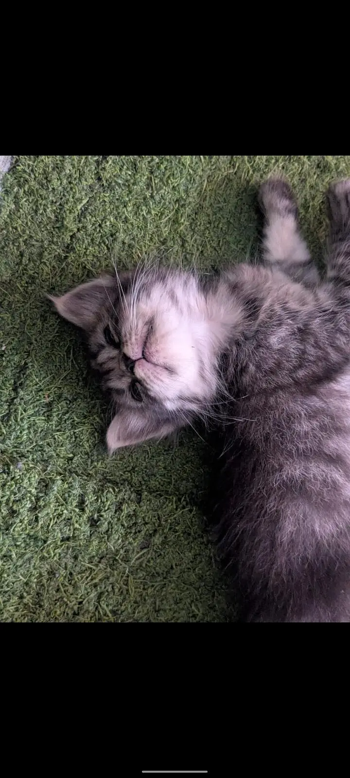 Persian cat — photo 5