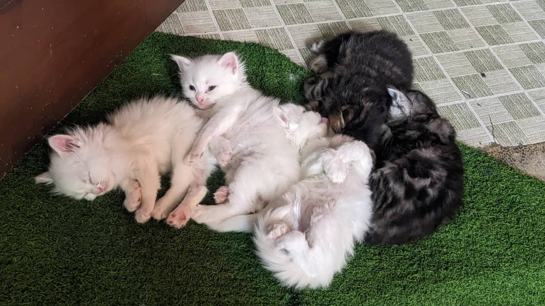 Persian cat 5