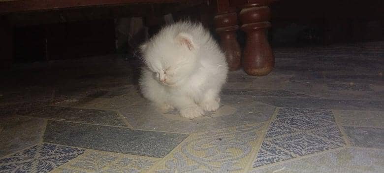 Persian cat 6