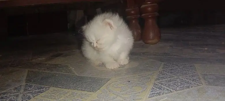 Persian cat — photo 7