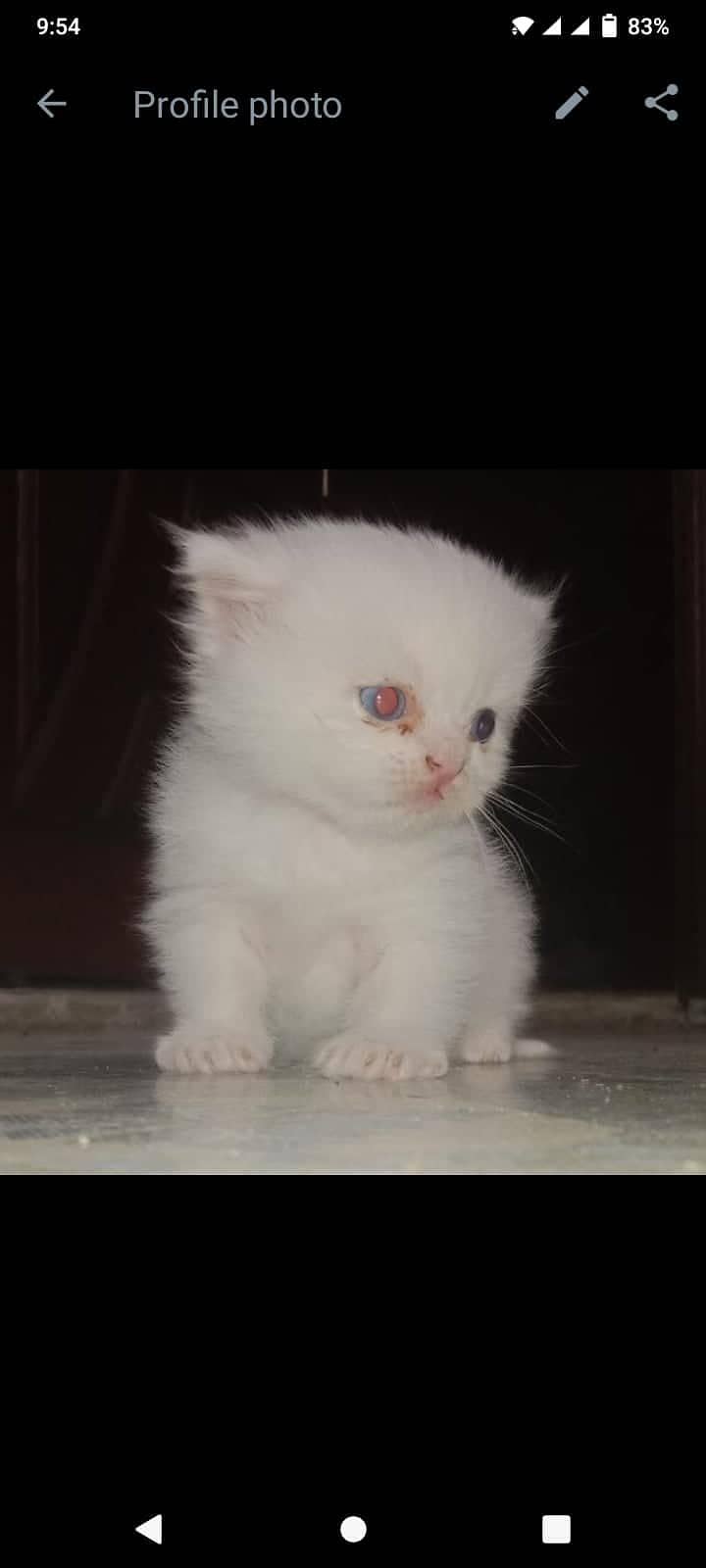 Persian cat 7