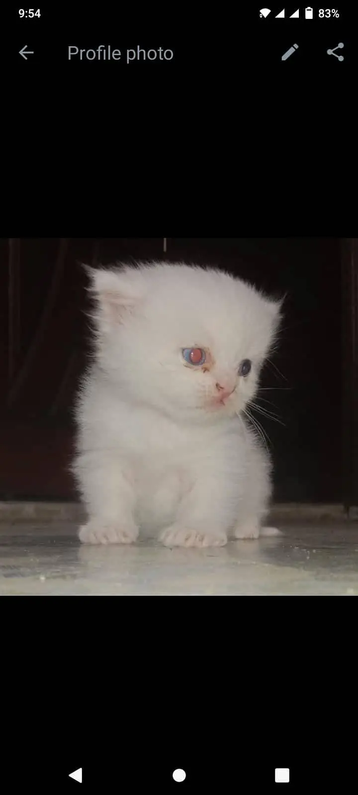Persian cat — photo 8
