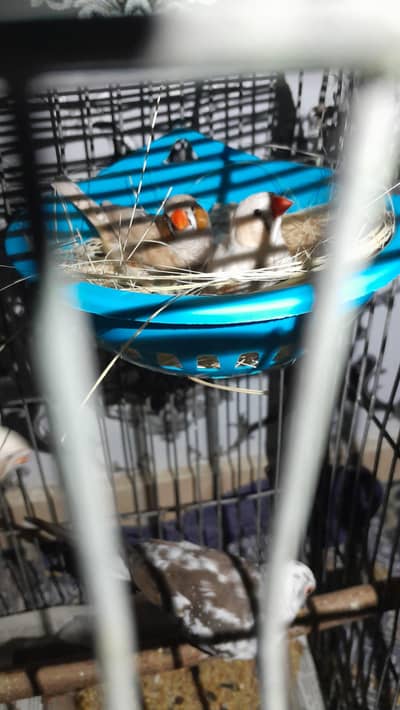 Zebra finches for sale