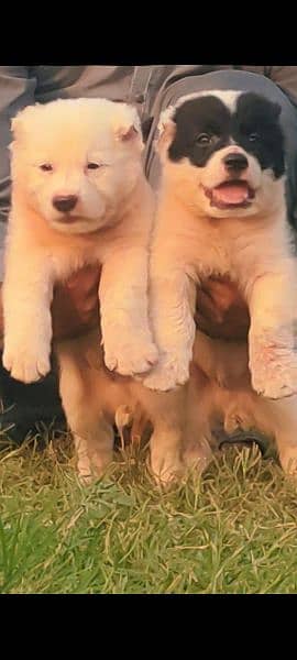 Alabai dog 2 male  age 50 din for sale available