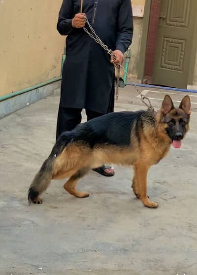 German shepherd