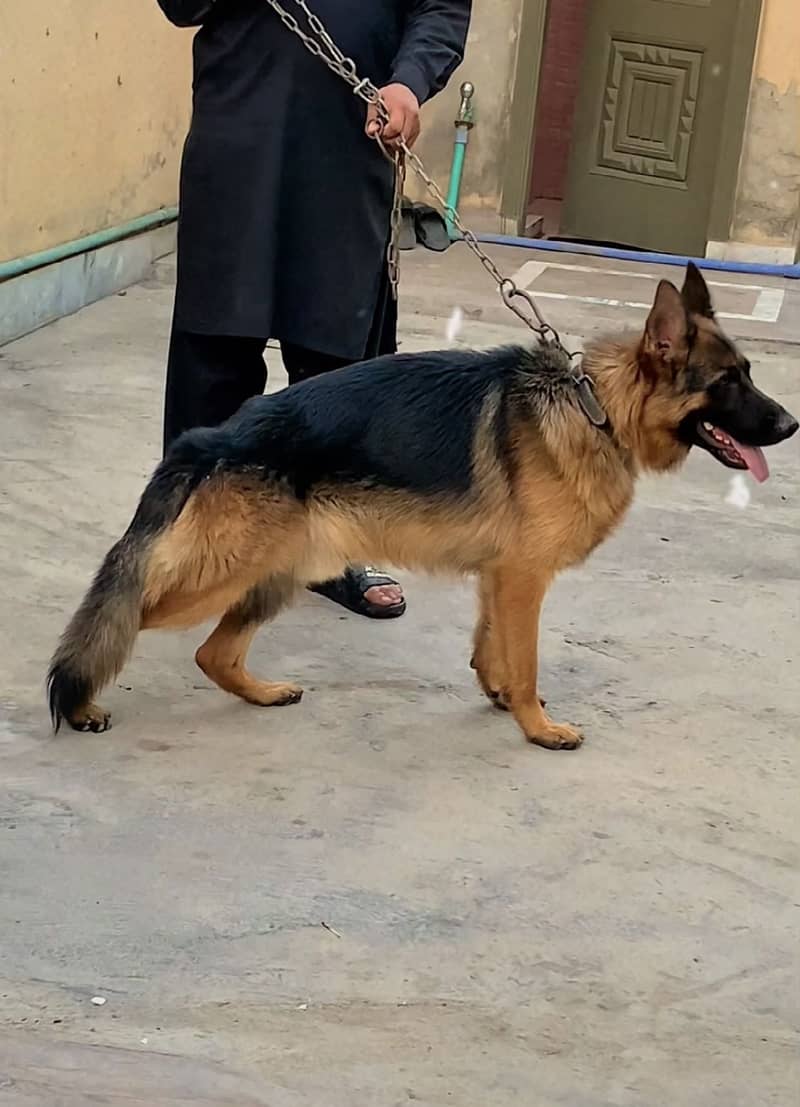 German shepherd 1