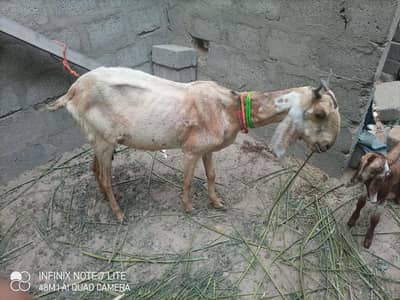 kamori bakri 1 male kid