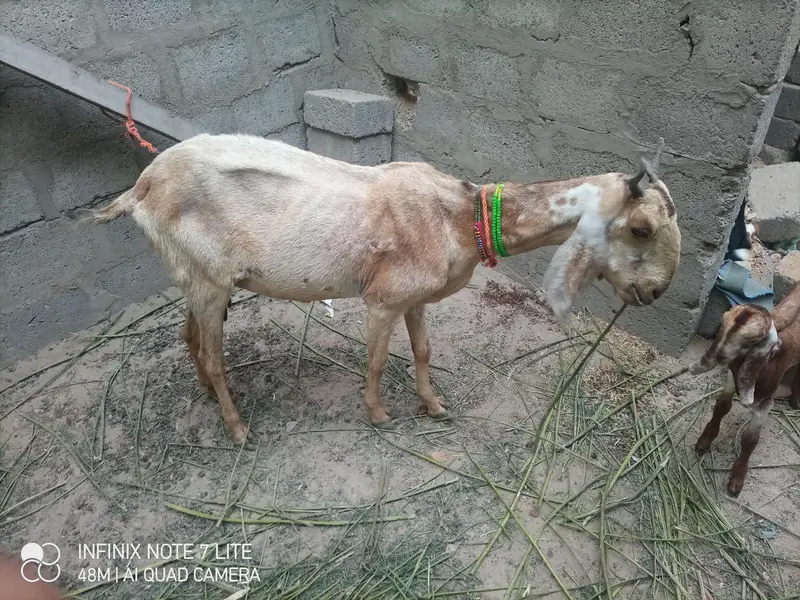 kamori bakri 1 male kid