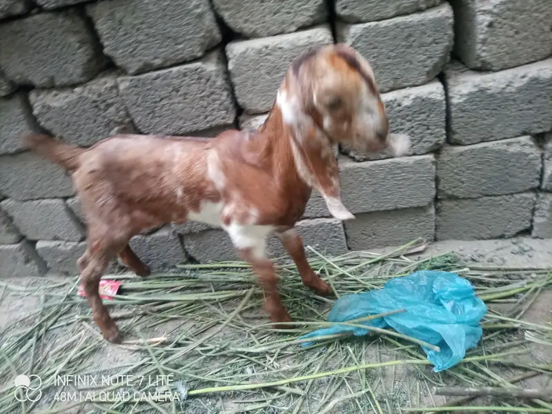kamori bakri 1 male kid — photo 2