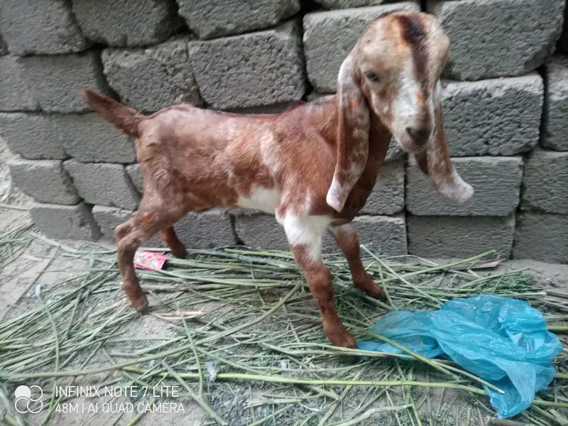 kamori bakri 1 male kid — photo 3