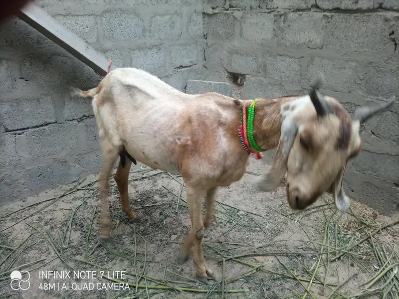 kamori bakri 1 male kid — photo 4